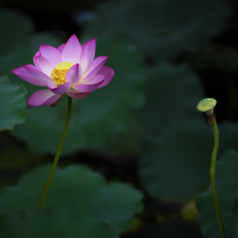 深圳学摄影去那里学 摄影师推荐陈阅摄影师培训
