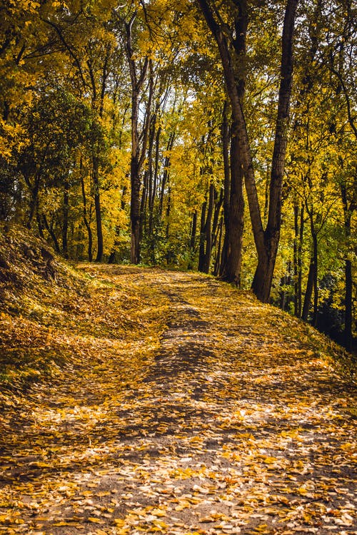 大学退学了可以自考嘛