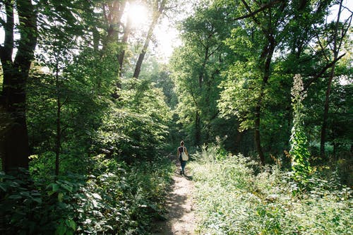 湖北自考免考申请可以分几次提交吗？