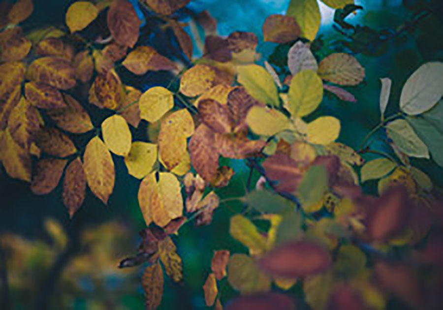 自考法律专科有多少门科目