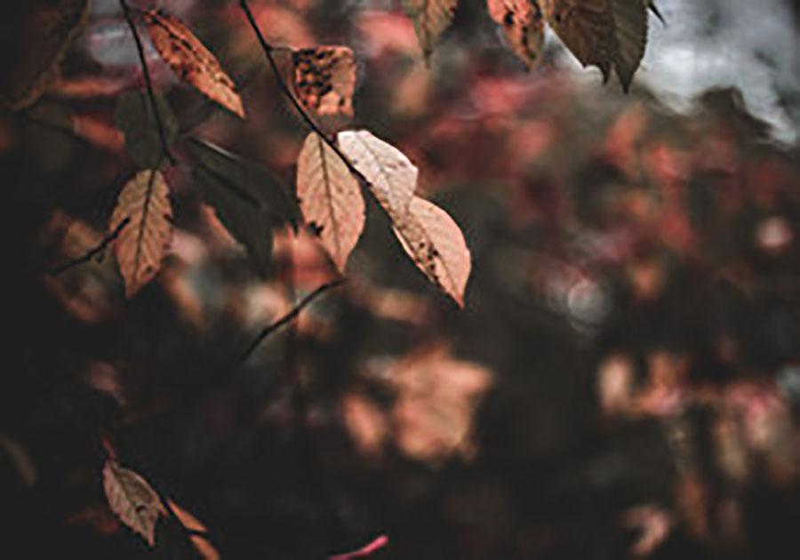 自学考试本科毕业证国家认可吗