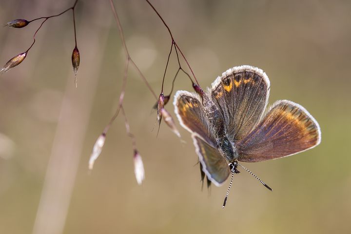 自考大专文凭有用吗