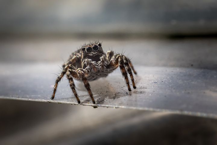 自考和成人高考哪个比较好