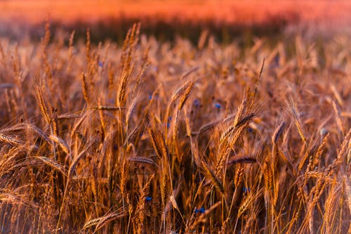 大专没毕业可以报考成人本科吗