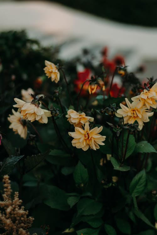 自考大专考试步骤 学历国家认可吗